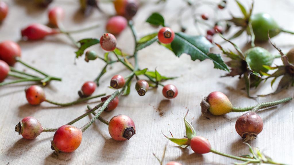 Cut pieces from a rose hip plant lay on a table.