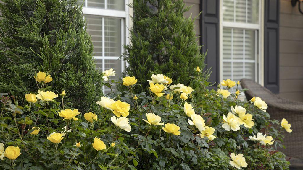 Grace N' Grit Yellow Shrub Rose in front of green trees and two windows of a home.
