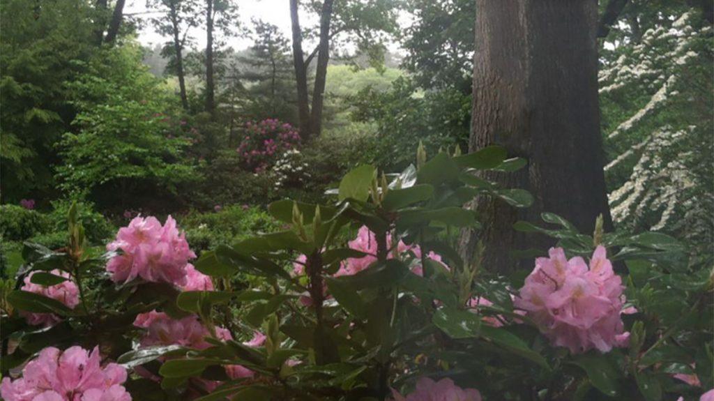 Bright pink flowers blooming in a dark green forest full of trees.