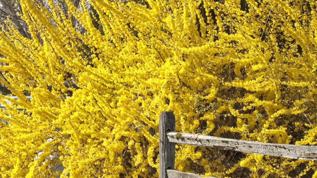 In Bloom: Now's the Time to Buy these Fabulous Forsythia