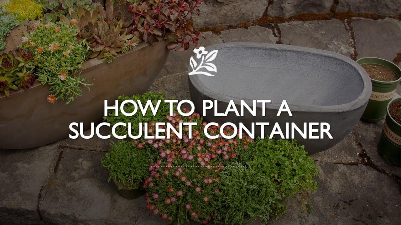 How to Plant a Succulent Container with Monrovia Gardens