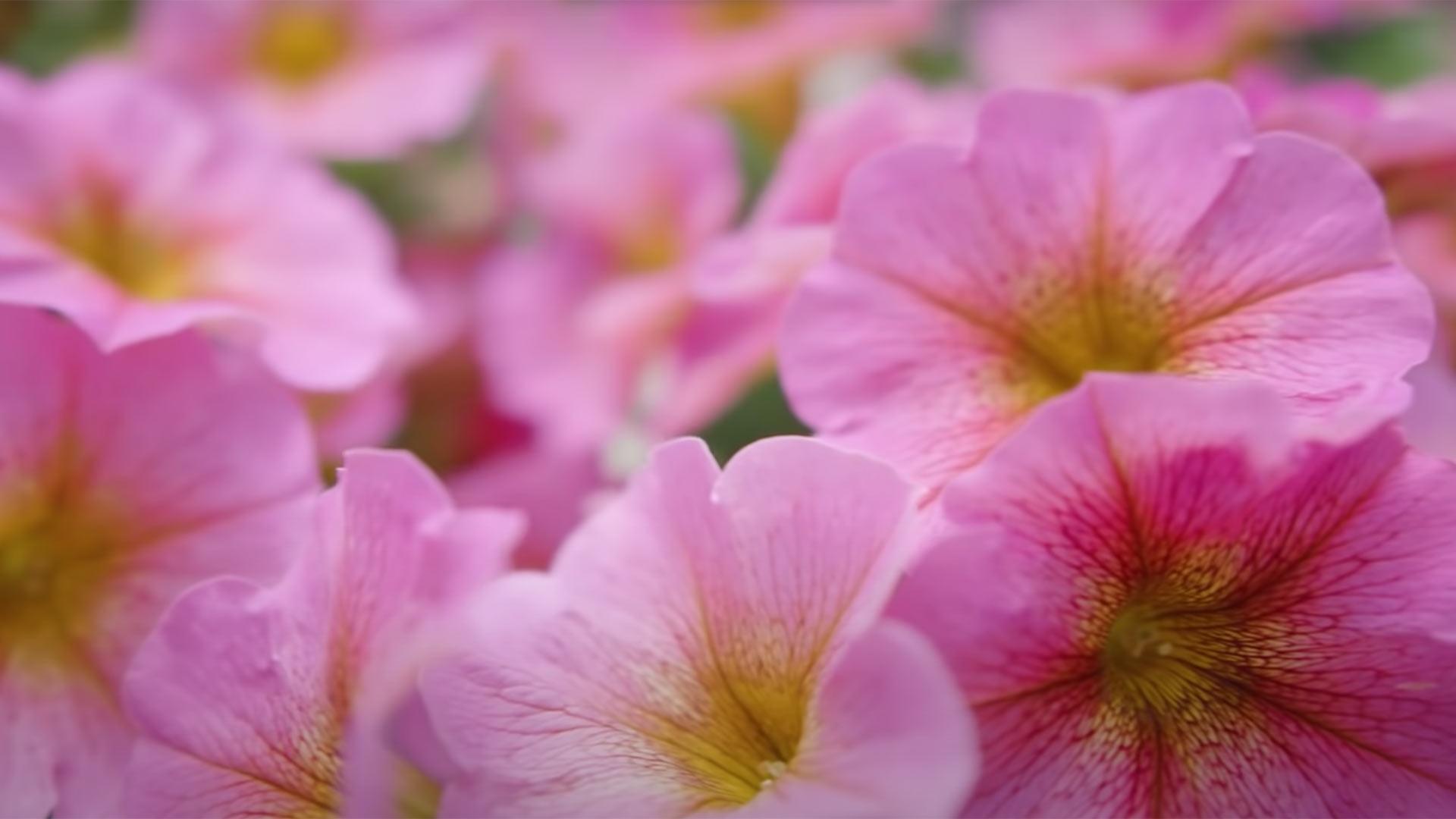 SuperCal® Petunia