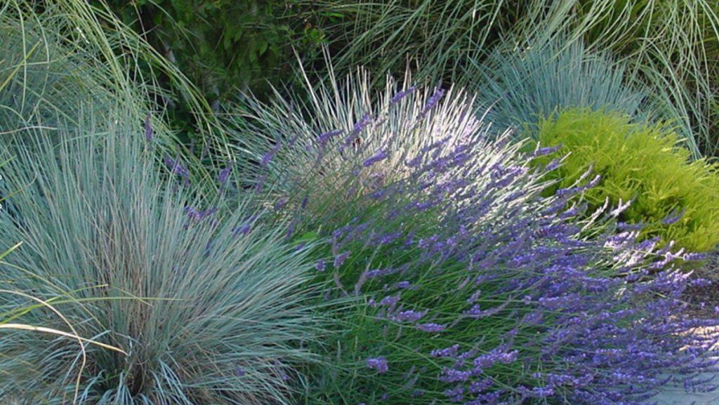 Variety of different green shrubs as well as purple lavender.