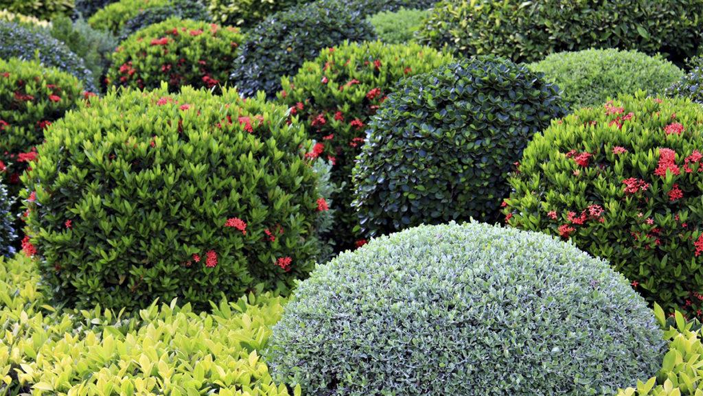 Cold Zone Shrubs Plus Planting Instructions, Year Round Green Plants For Landscaping