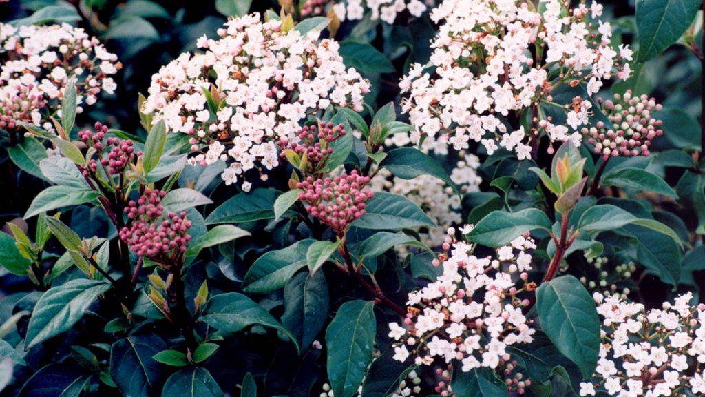 5 Perfect Early Blooming Shrubs to Plant (South)