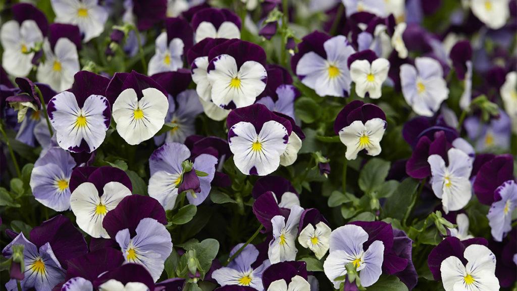 Close-up of Cool Wave Violet Wing Pansy flowers.
