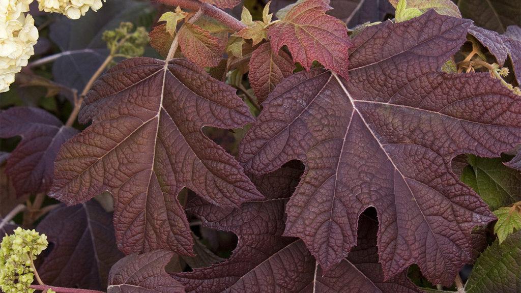 Close-up of the burgundy leaves on Vaughn’s Lillie Oak Leaf Hydrangea.