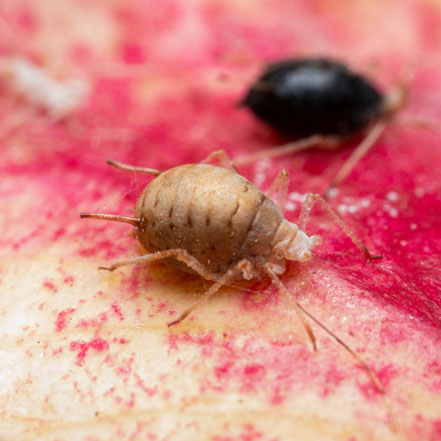 tan-colored aphid mummy