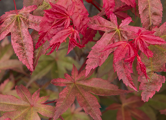 changing red japanese maple leaves