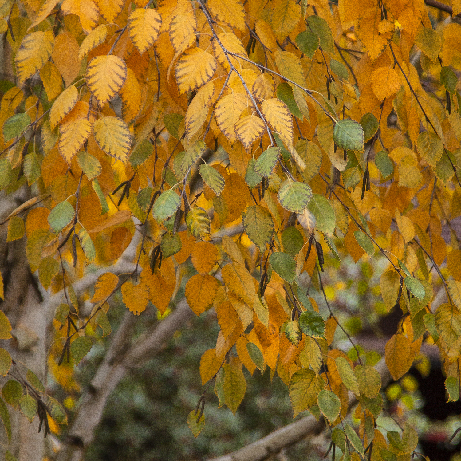 whitebarked himalayan birch tree with yellow leaves