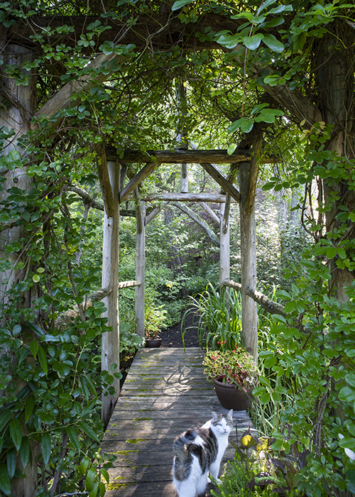 a wooden bridge crosses a stream with a canopy of green trees