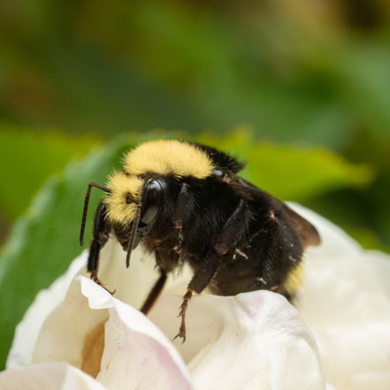 bumblebee on white flower