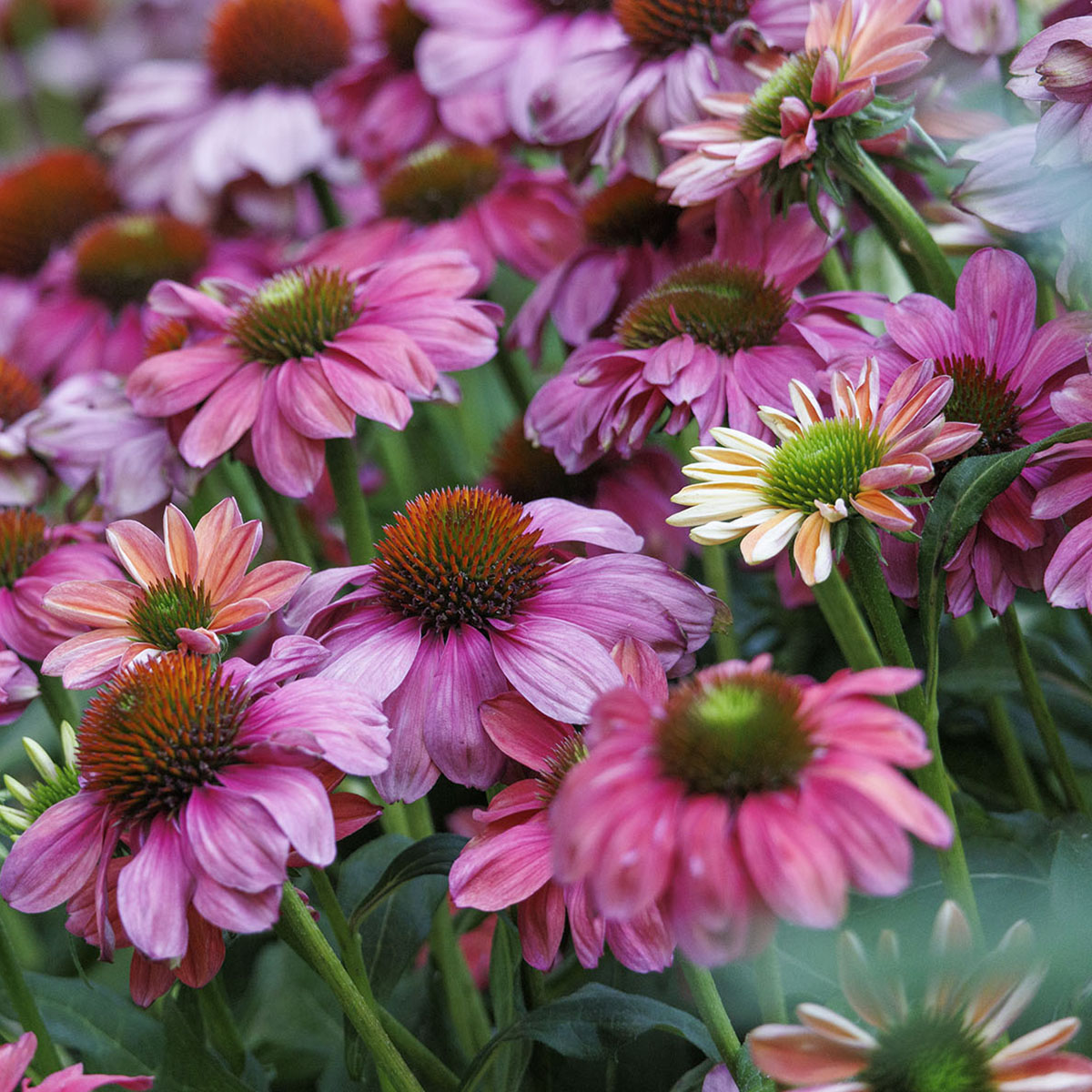 Perennials Perennials