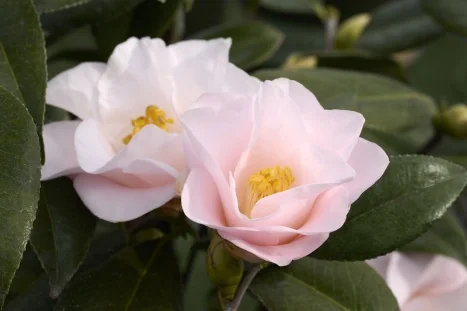 Camellia Collection - By Collection - SHOP PLANTS