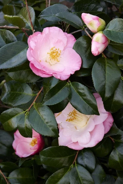 Camellia Collection - By Collection - SHOP PLANTS