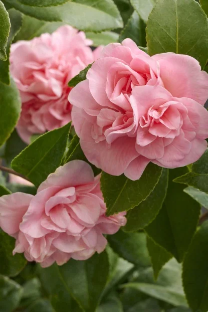 Pink Parade Camellia, Camellia japonica 'Pink Parade', Monrovia Plant