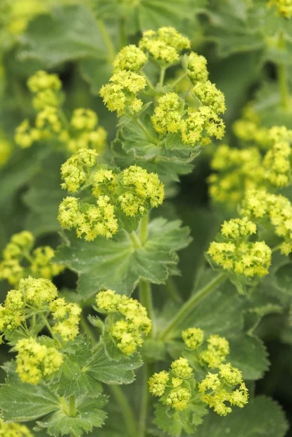Monrovia Plants in Martha Stewart's Garden