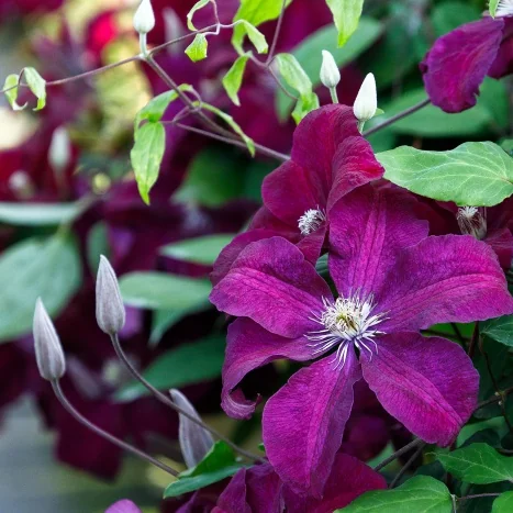 Monrovia Plants in Martha Stewart's Garden