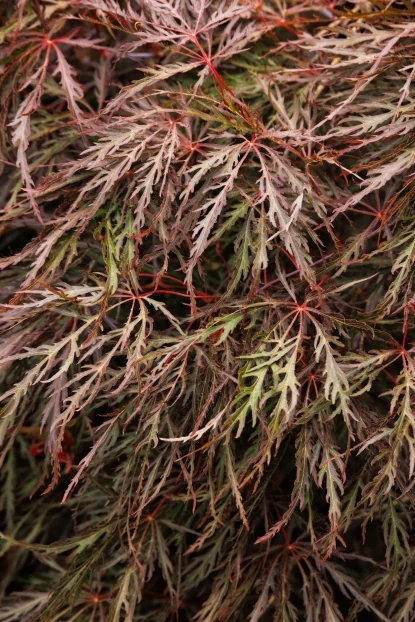 Japanese Maples