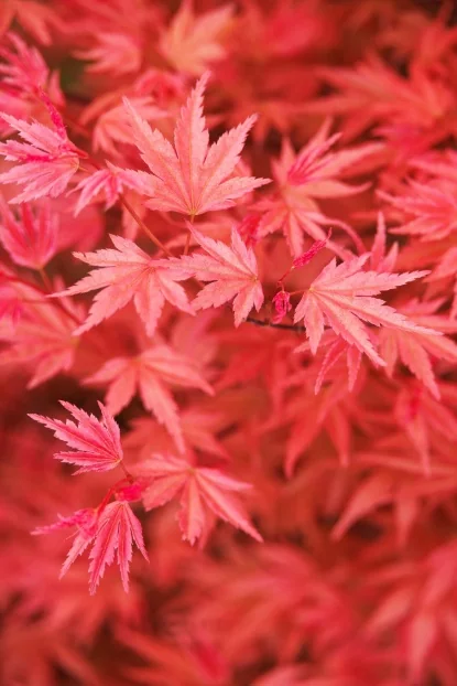 Japanese Maples