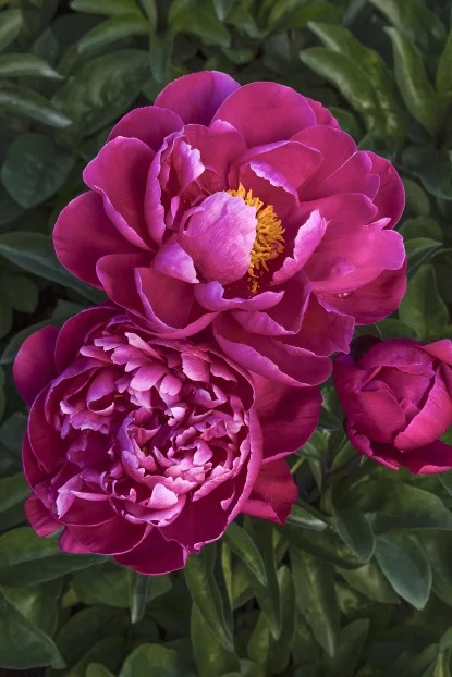 Peonies - Perennials - By Type - SHOP PLANTS