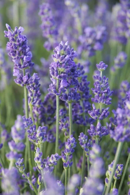 Lavender - By Collection - SHOP PLANTS