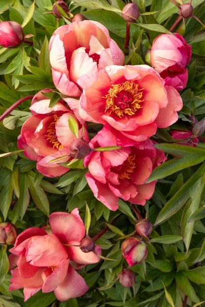 Peony Collection - By Collection - SHOP PLANTS