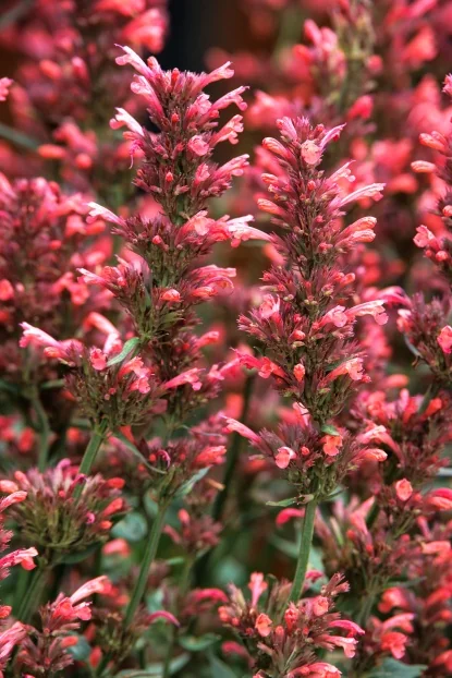 Select Perennials - Perennials - By Type - SHOP PLANTS