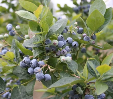Jubilee Midseason Blueberry, Monrovia Plant