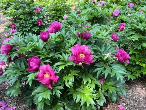 Peony Collection - By Collection - SHOP PLANTS