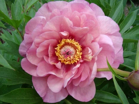 Peonies - Perennials - By Type - SHOP PLANTS