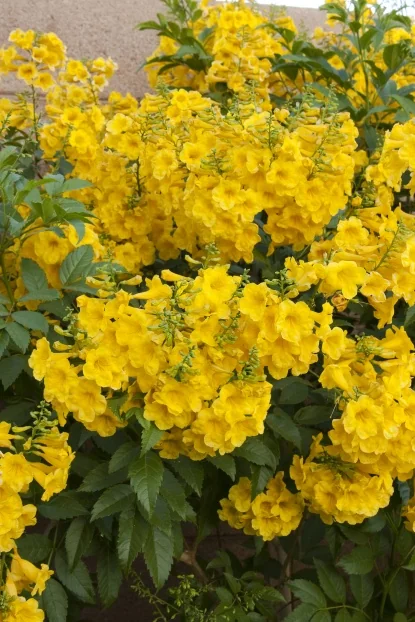 Gold Star™ Esperanza, Tecoma stans 'Lonesp', Monrovia Plant