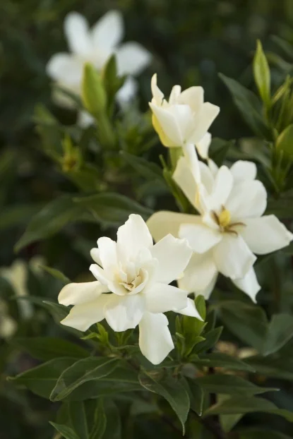 Gardenia - Shrubs - By Type - SHOP PLANTS