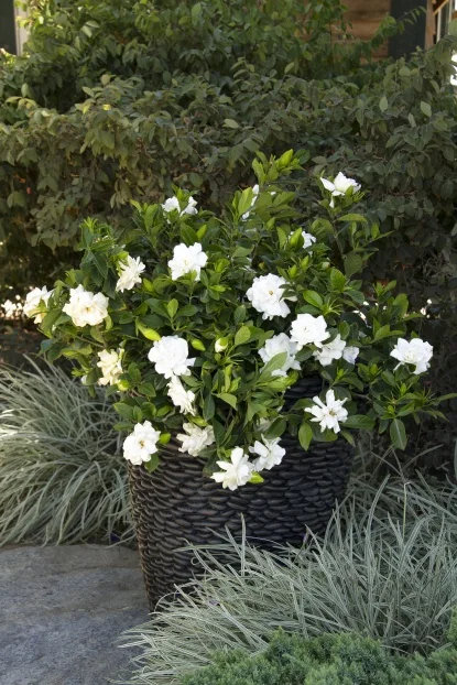 Gardenia - Shrubs - By Type - SHOP PLANTS