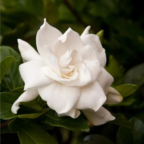 Gardenia - Shrubs - By Type - SHOP PLANTS
