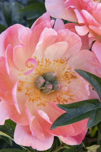 Peonies - Perennials - By Type - SHOP PLANTS