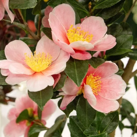 Camellia Collection - By Collection - SHOP PLANTS