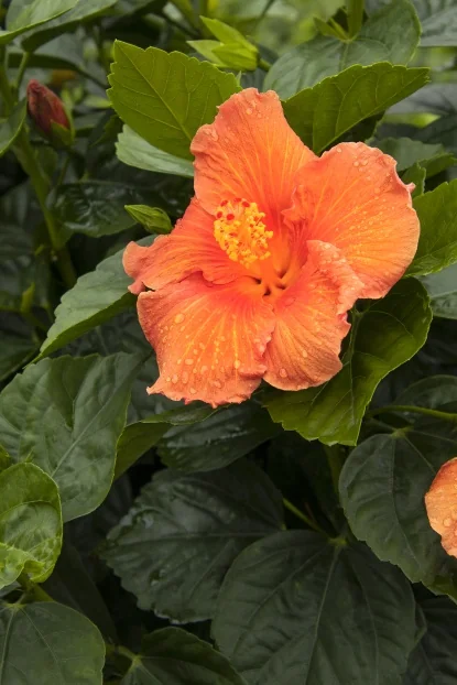 Ibisco rosa Hibiscus Petit Arancione vaso 12 cm / altezza 30 - 40 cm acquista da