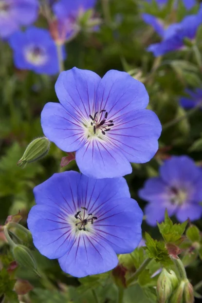 Heritage Collection - By Collection - SHOP PLANTS