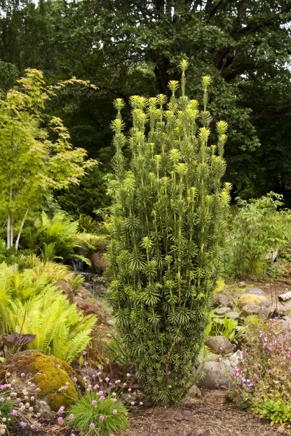 Monrovia Plants in Martha Stewart's Garden