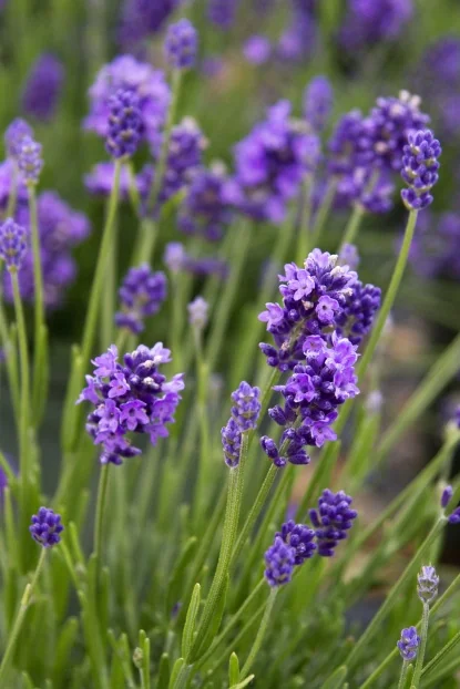 Lavender - By Collection - SHOP PLANTS