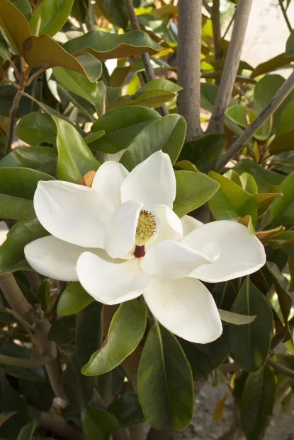 Magnolia - Trees - By Type - SHOP PLANTS