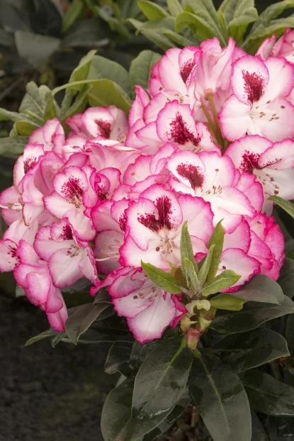 Rhododendrons - Shrubs - By Type - SHOP PLANTS
