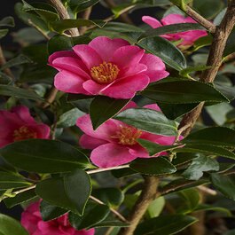 02170_camellia_japonica_kanjir