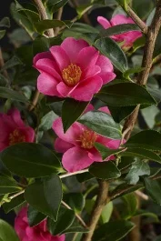 02170_camellia_japonica_kanjir
