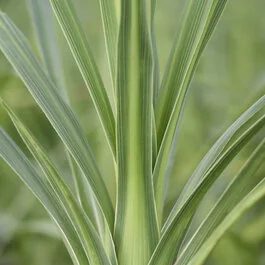 Blue Dracaena Palm, Cordyline indivisa, Monrovia Plant