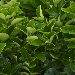 Japanese Euonymus, Euonymus japonicus 'Grandifolius', Monrovia Plant