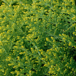 Westmont Chinese Arborvitae, Thuja orientalis 'Westmont', Monrovia