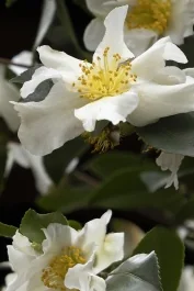 Setsugekka Camellia, Camellia sasanqua 'Setsugekka', Monrovia Plant