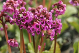 winterglow-heart-leaved-bergenia-bergenia-cordifolia-winterglut
